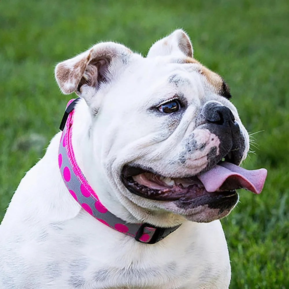 WALK-E-WOO Neon Pink & Green Polka Dot Dog Collar